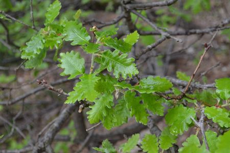 <p>Chêne pubescent - <em>Quercus pubescens</em> - Fagacées</p>