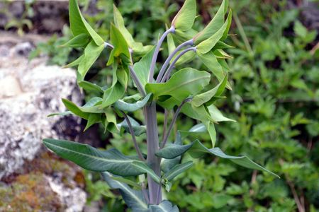 <p>Euphorbe des jardins - <em>Euphorbia lathyris</em> - Euphorbiacées</p>