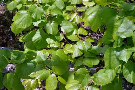 <p>Tilleul à petites feuilles - <em>Tilia cordata</em> - Malvacées</p>