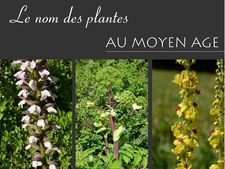 Le Nom Des Plantes Au Moyen Age