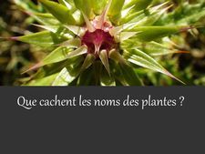 Que Cachent Les Noms Des Plantes