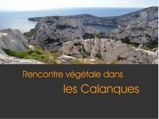 Rencontre Végétale Dans Les Calanques