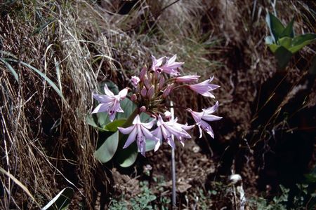 <p><em>Brunsvigia radulosa</em> - Amaryllidacées</p>