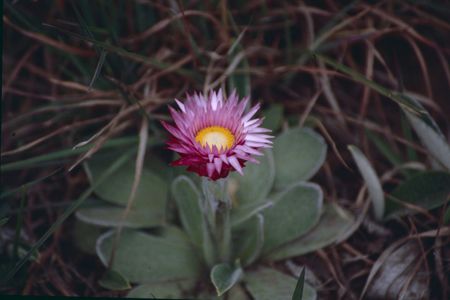 <p><em>Helichrysum adenocarpum</em> - Astéracées</p>