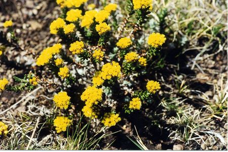 <p>Helichrysum nanum - Astéracées</p>