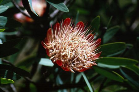 <p><em>Protea caffra</em> - Protéacées</p>