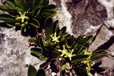 <p><em>Pygmaeothamnus chamaedendrum</em> - Rubiacées</p>