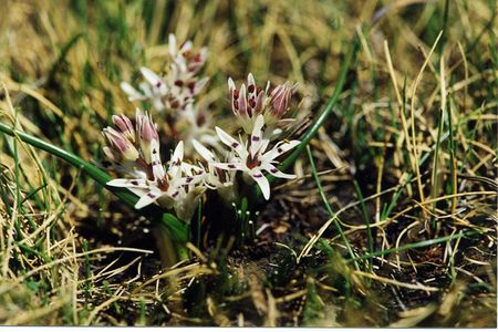 <p><em>Wurmbea angustifolia</em> - Colchicacées</p>