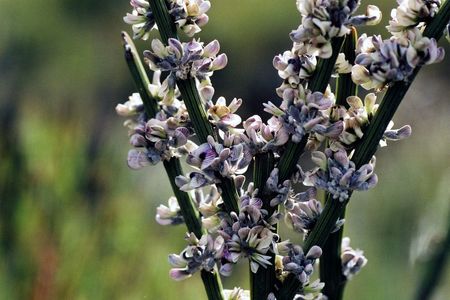 <p><em>Carmichaelia crassicaulis </em>subsp.<em> crassicaulis</em> - Fabacées</p>