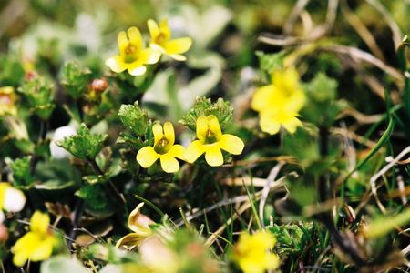 <p><em>Euphrasia cockayneana</em> - Orobanchacées</p>