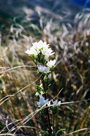 <p><em>Gentiana corymbifera</em> - Gentianacées</p>