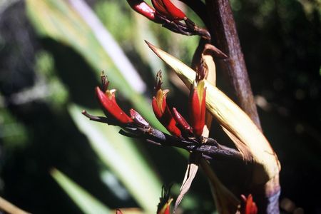 <p><em>Phormium tenax</em> - Xanthorrhoeacées</p>