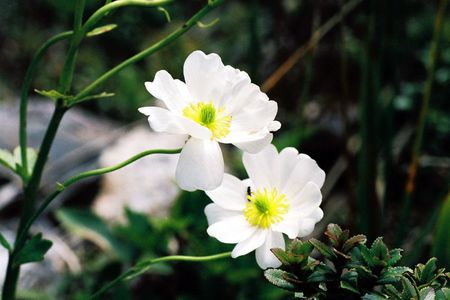 <p><em>Ranunculus lyalii</em> - Renonculacées</p>