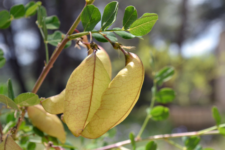 <p>Baguenaudier - <em>Colutea arborescens</em> - Fabacées</p>