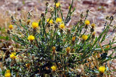 <p>Centaurée du solstice - <em>Centaurea solstitialis</em> - Astéracées</p>