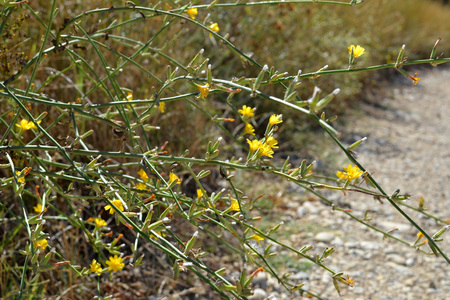 <p>Chondrille à tige de jonc - <em>Chondrilla juncea</em> - Astéracées</p>