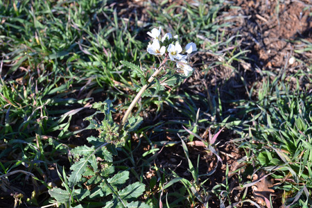 <p>Diplotaxe fausse roquette - <em>Diplotaxis erucoides</em> - Brassicacées</p>