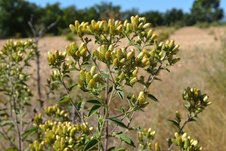 <p>Inule conyze - <em>Inula conyza</em> - Astéracées</p>