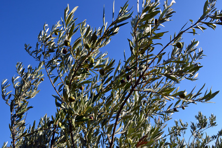 <p>Olivier - <em>Olea europaea</em> - Oléacées</p>