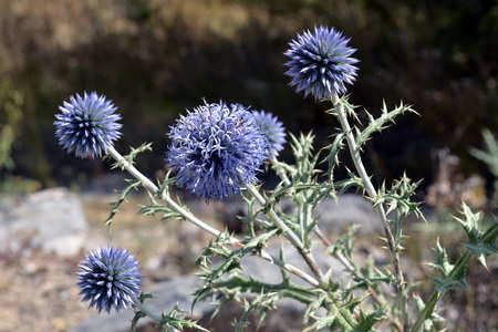 <p>Oursin bleu - <em>Echinops ritro</em> - Astéracées</p>