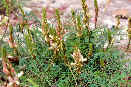 <p>Sainfoin des rochers - <em>Onybrichis saxatilis</em> - Fabacées</p>