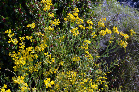 <p>Coronille à tiges de jonc - <em>Coronilla junceum </em>- Fabacées </p>