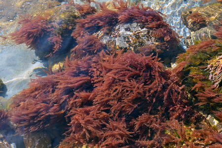 <p>Harpon de Neptune - <em>Asparagopsis armata</em> - Rhodophycées. </p>