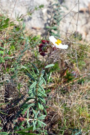 <p>Hélianthème poilu - <em>Helianthemum pilosum</em> - Cistacées</p>