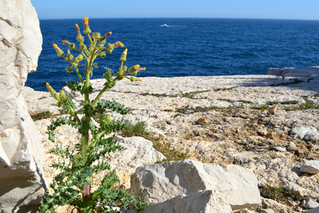 <p>Laiteron glauque - <em>Sonchus asper </em>subsp<em> glaucescens </em>- Astéracées</p>