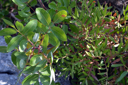 <p>Pistachier térébinthe - <em>Pistacia terebinthus</em> - Anacardiacées</p>