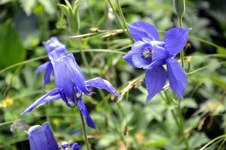 <p>Ancolie des Alpes - <em>Aquilegia alpina</em> - Renonculacées</p>