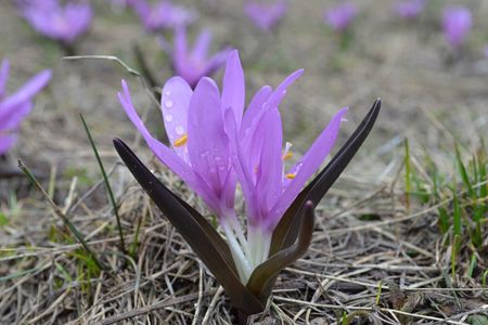 <p>Bulbocode du printemps - <em>Colchicum bulbocodium</em> - Colchicacées </p>