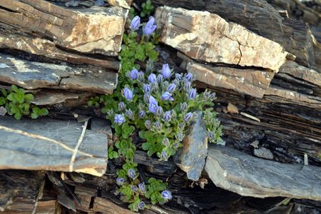 <p>Campanule du Mont Cenis - <em>Campanula cenisia</em> - Campanulacées</p>