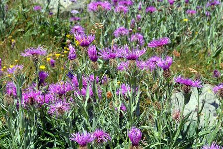 <p>Centaurée à une fleur - <em>Centaurea uniflora</em> - Astéracées</p>