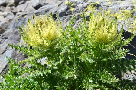 <p>Cirse épineux - <em>Cirsium spinosissimum</em> - Astéracées</p>