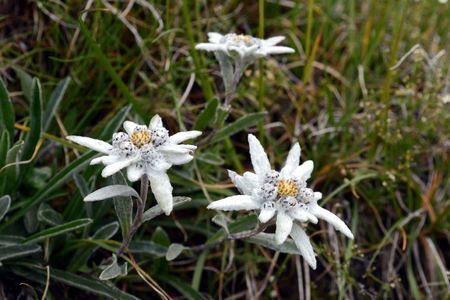 <p>Edelweiss - <em>Leontopodium nivale </em>subsp<em> alpinum</em> - Astéracées</p>