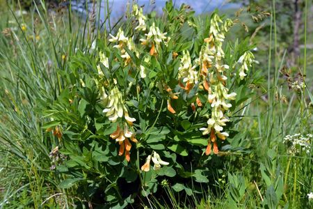 <p>Gesse jaune - <em>Lathyrus ochraceus </em>subsp<em>. occidentalis</em> - Fabacées</p>