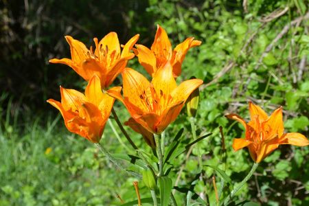 <p>Lis orangé - <em>Lilium bulbiferum </em>var.<em> croceum</em> - Liliacées</p>