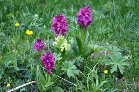 <p>Orchis sureau - <em>Dactylhoriza sambucina</em> - Orchidacées </p>