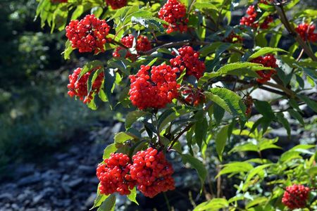 <p>Sureau à grappes - <em>Sambucus racemosa</em> - Adoxacées</p>