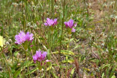 <p>Ail rose - <em>Allium roseum</em> subsp <em>roseum</em> - Liliacées</p>