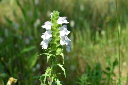 <p>Bartsie trixago - <em>Bartsia trixago</em> - Orobanchacées</p>