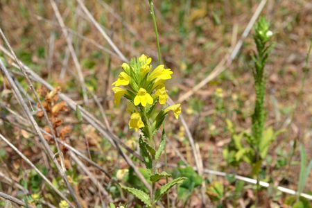 <p>Euphragie visqueuse - <em>Parentucellia viscosa</em> - Orobanchacées</p>