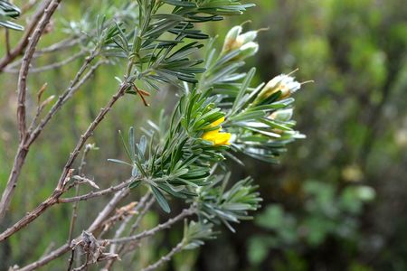 <p>Genêt à feuilles de lin - <em>Genista linifolia</em> - Fabacées</p>