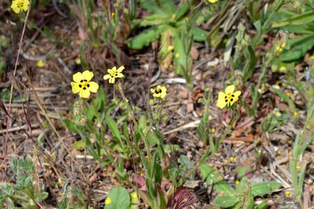 <p>Hélianthème taché - <em>Tuberaria guttata</em> - Cistacées</p>