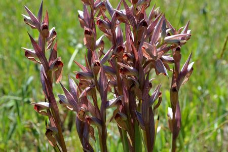 <p>Serapias à labelle allongé - <em>Serapias lingua</em> - Orchidacées</p>