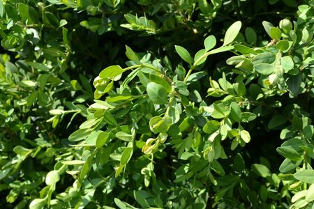 <p>Buis - <em>Buxus sempervirens</em> - Buxacées</p>