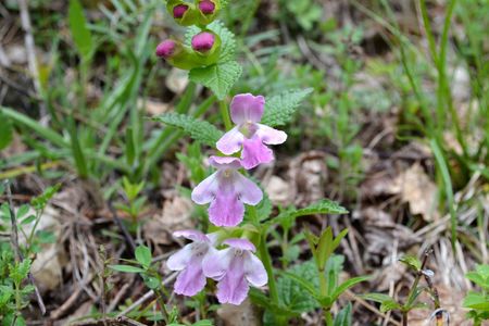 <p>Calament à grandes fleurs - <em>Clinopodium grandiflora</em> - Lamiacées </p>