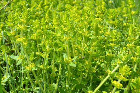 <p>Croisette commune - <em>Cruciata laevipes</em> - Rubiacées</p>