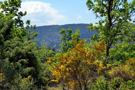 <p>Genêt épineux - <em>Genista scorpius</em> - Fabacées</p>